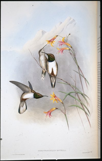 Beija-flor Estella (Oreotrochilus Estella) (cor de pele de litro) de John (after) Gould
