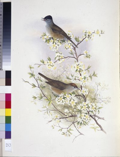 Eurasian Blackcap (Sylvia atricapilla) (litho colorido à mão) de John (after) Gould
