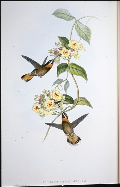 Beija-flor-de-garganta-de-garganta-preta (Threnetes Cervinicauda) (cor da mão) de John (after) Gould