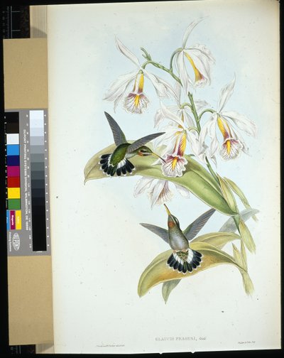 Eremita de Fraser (Glaucis Fraseri) (litografia colorida à mão) de John (after) Gould