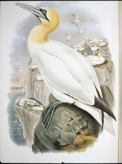 Ganet (Sula Bassana) (litho colorido à mão) de John (after) Gould
