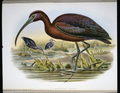 Ibex Brilhante (Falcinellus Igneus) (gravação colorida) de John (after) Gould