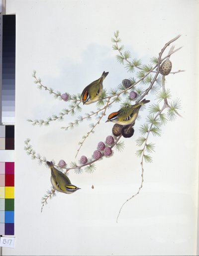 Goldcrest (Regulus Regulus Regulus) (litho colorido à mão) de John (after) Gould