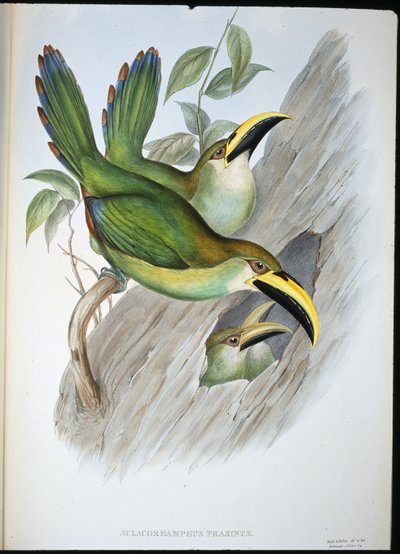 Tucano de Groovebill verde-ouro (Aulacoramphus Prasinus) (litho colorido à mão) de John (after) Gould