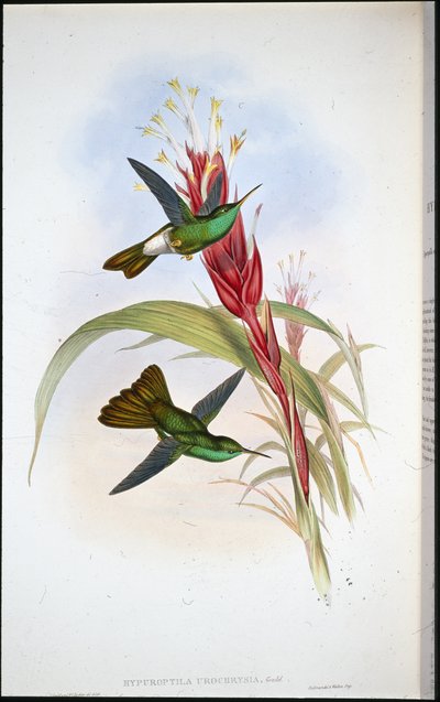 Plumeleteer de cauda dourada (Hypuroptila Urochrysia) (litografia colorida à mão) de John (after) Gould
