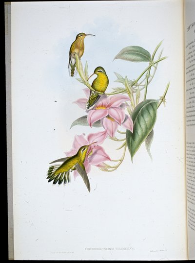 Beija-flor de garganta dourada (Chrysobronchus Viriscens) (cor da mão) de John (after) Gould