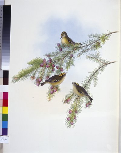 Raça de Crescente Dourado (Regulus Cristatutus) (Litho colorido à mão) de John (after) Gould