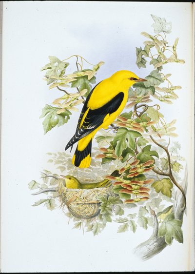 Oriole dourado (Oriolus Galbula) (Litho colorido à mão) de John (after) Gould