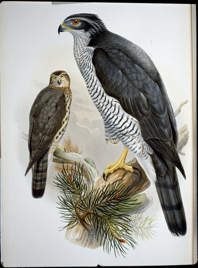 Goshawk (Astur Palumbarius) (litho colorido à mão) de John (after) Gould