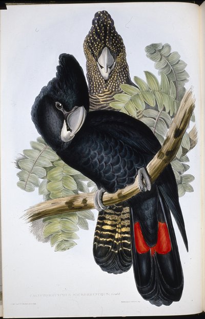 Great Billed Black Cockatoo (Calyptorhynchus Macrorhynchus) (Litho de cor de mão) de John (after) Gould