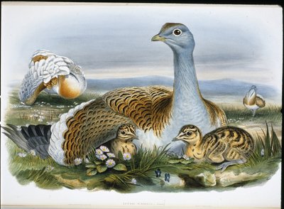 Great Bustard (Otis Tarda) (cor de mão litográfica) de John (after) Gould