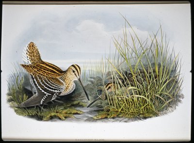 Great Snipe (Gallinaco Major) (litho cor de mão) de John (after) Gould