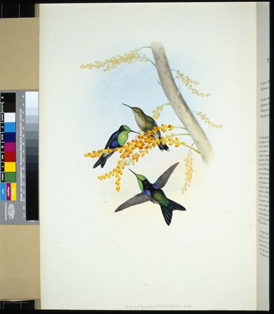 Panoplites de coloração verde (thalurania verticeps) (litho cor de mão) de John (after) Gould