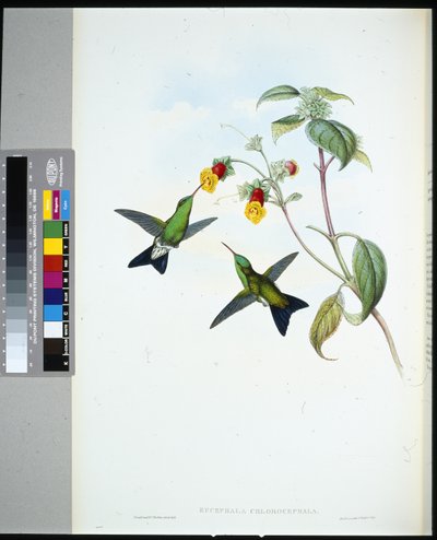 Safira de cabeça verde (eucephala chlorocephela) (litho colorido à mão) de John (after) Gould