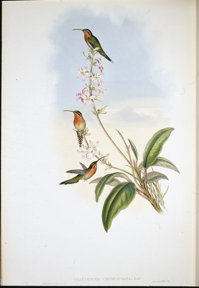 Eremita de cauda verde (Phaethornis Viridicaudata) (litho de cor de mão) de John (after) Gould