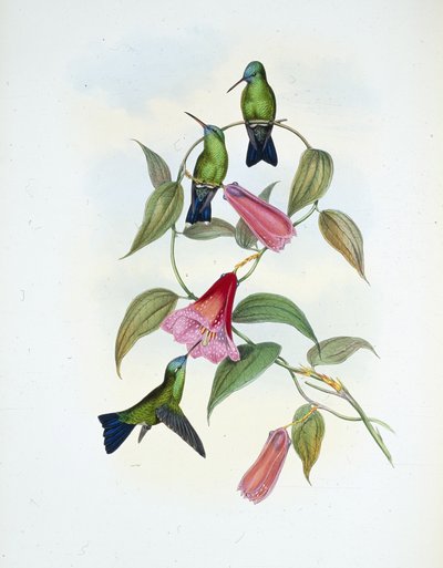 Safira Verde & Azul (eucephala smaragdocaerulea) (litho colorido à mão) de John (after) Gould