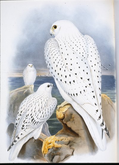 Falcão da Gronelândia (Falco Candicans) (cor da mão) de John (after) Gould