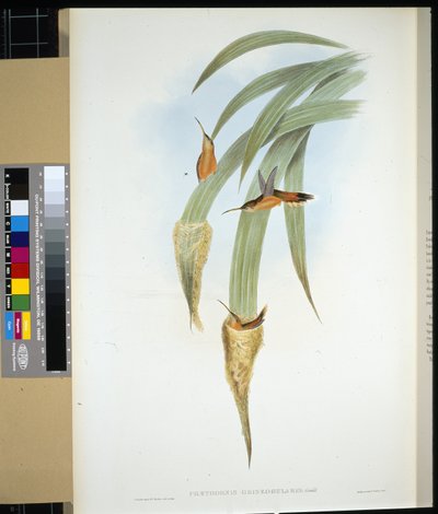 Eremita de garganta cinzenta (phaethornis griseogularis) (litho colorido à mão) de John (after) Gould