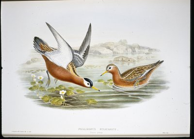 Falarope Cinzento (Phalaropus Fulicarius) (cor da mão) de John (after) Gould