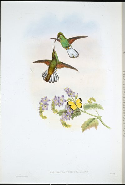 Rabo Listrado Cinzento (Eupherusa Poliocerca) (litho colorido à mão) de John (after) Gould