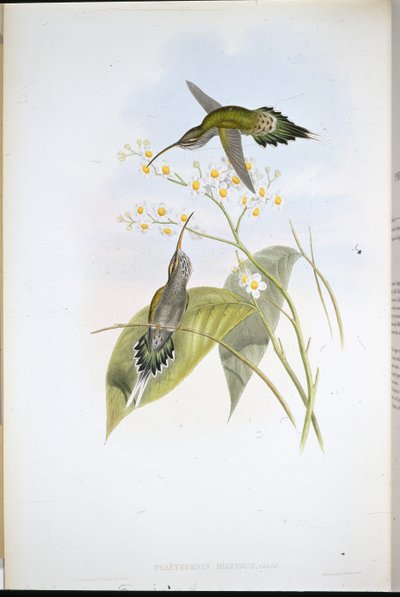 Eremita Peluda (Phaethornis Hispidus) (litho da cor da mão) de John (after) Gould