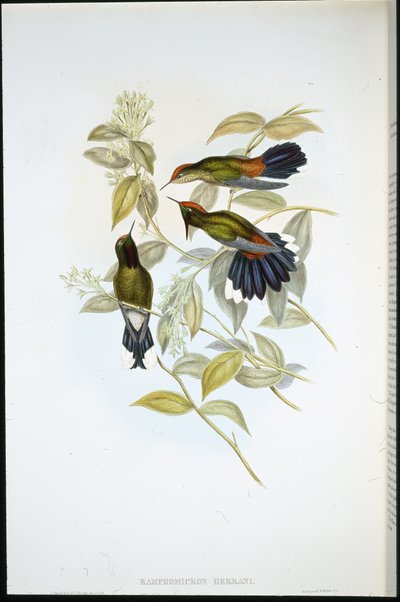 O Bico Espinho de Herran (Ramphomicron Herrani) (litro cor de mão) de John (after) Gould