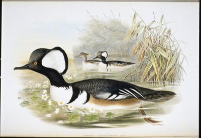Merganser de capuz (Mergus Cucullatus) (cor da mão) de John (after) Gould