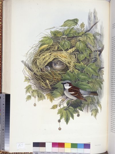 House Sparrow (Passer domesticus) (litho colorido à mão) de John (after) Gould