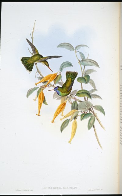 Beija-flor de Humboldt (Chrysuronia Humboldti) (cor da mão) de John (after) Gould
