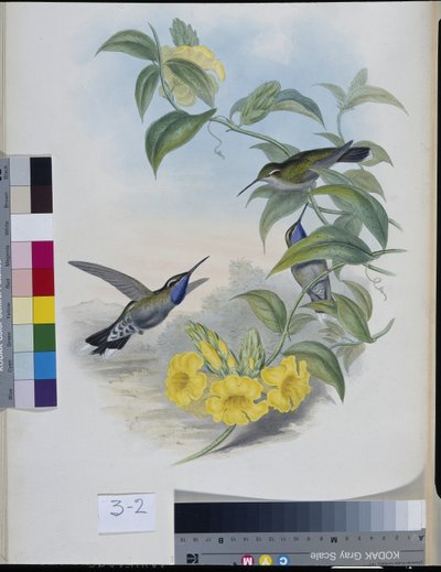 Beija-flores (Delattria Clemenciae) (litho colorido à mão) de John (after) Gould