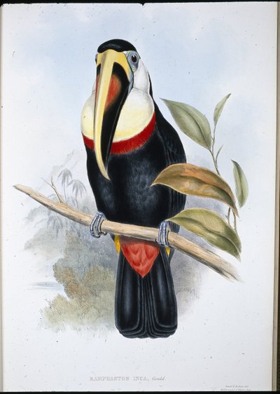 Tucano Inca (Ramphastos inica) (cor da mão em litro) de John (after) Gould