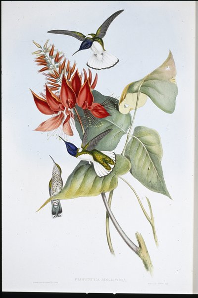 Jacobin (Florisuga Mellivora) (litografia colorida à mão) de John (after) Gould