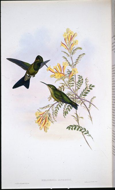 Brilhante de Jameson (Heliodoxa Jamesoni) (litografia colorida à mão) de John (after) Gould