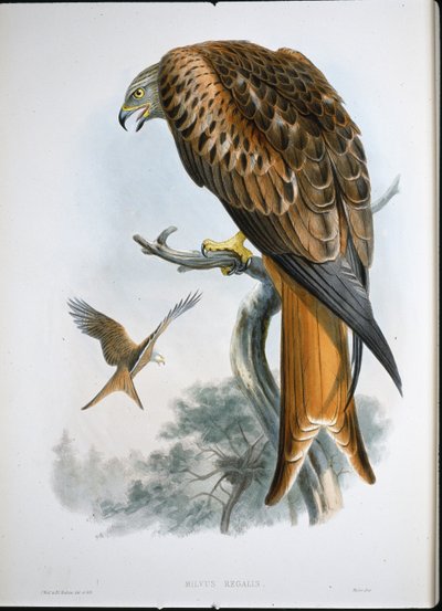Kite of Glead (Milvus Regalis) (gravura colorida) de John (after) Gould