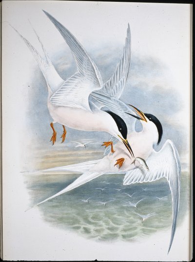 Kite of Glead (Milvus Regalis) (Litho colorido à mão) de John (after) Gould