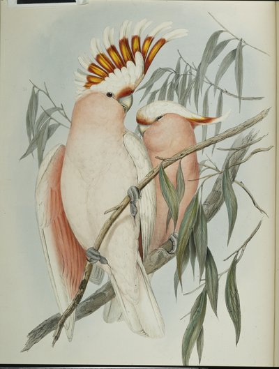 Cacatua Cockatoo (Cacatua Leadbeateri ) (cor da mão) de John (after) Gould