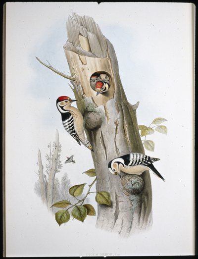 Pica-pau-pequeno (Picus Minor) (litho colorido à mão) de John (after) Gould