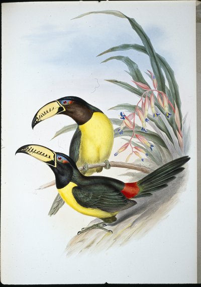 Aracari com letras (pteroglossus inscriptus) (litho colorido à mão) de John (after) Gould
