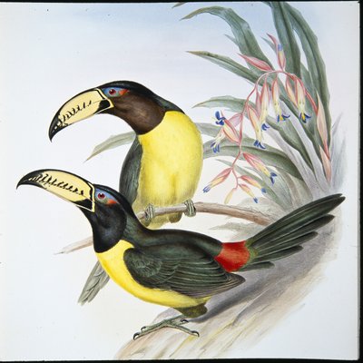 Aracari Tucano (Pteroglossus Inscriptus) (cor da mão) de John (after) Gould