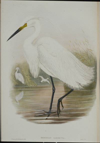 Egretta Garzetta (Egretta Garzetta) (litho colorido à mão) de John (after) Gould