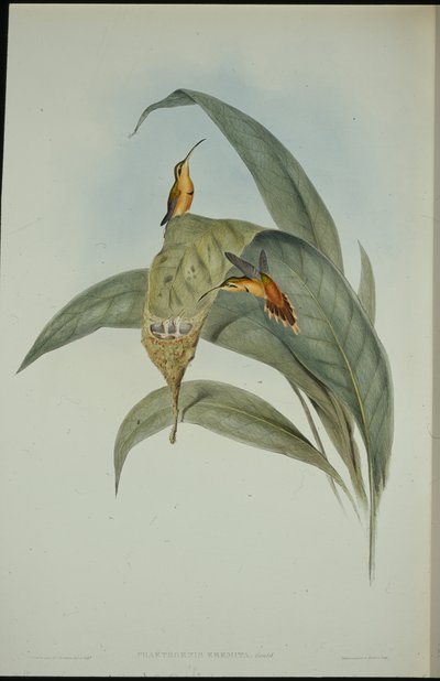 Pequeno Eremita (Phaethornis eremita) (litho colorido à mão) de John (after) Gould