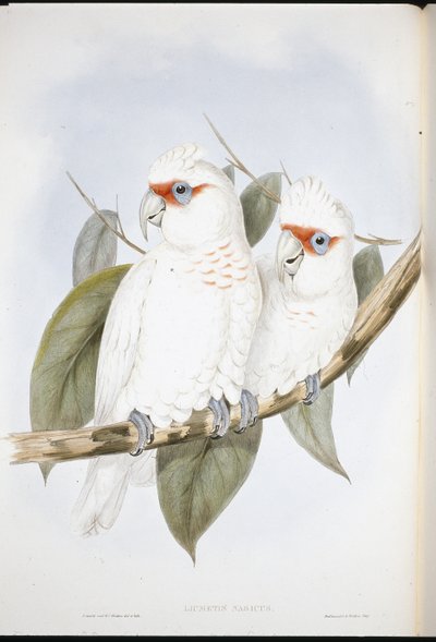 Cockatoo de bico longo (Licmetis Nasicus ) (Litho colorido à mão) de John (after) Gould