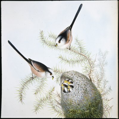 Tetinho Longo de Tailed (Mecistura Caudata) (litho cor de mão) de John (after) Gould