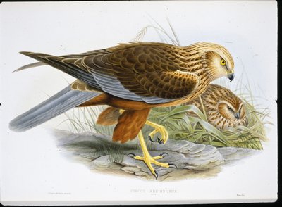 Marsh Harrier (Circus Aeruginosus) (gravura colorida) de John (after) Gould