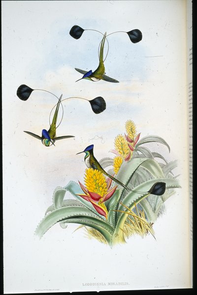 Beija-flor Maravilhoso (Loddigesia Mirabilis) (cor da mão) de John (after) Gould