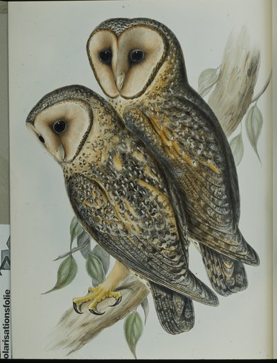 Coruja de Celeiro mascarada (Strix Personata) (litho colorido à mão) de John (after) Gould