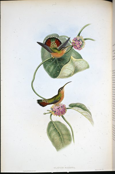 Eremita Mazeppa (Glaucis Mazeppa) (litografia colorida à mão) de John (after) Gould