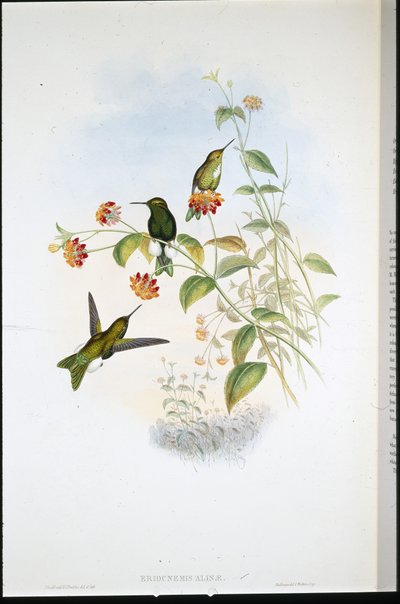 Puff-leg metálico (Eriocnemis Alinae) (litho colorido à mão) de John (after) Gould