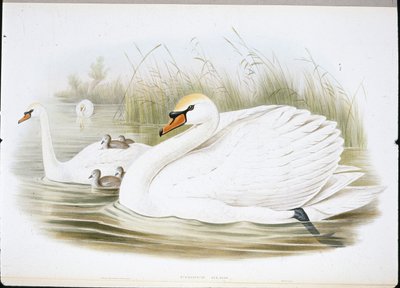 Cisne Mudo (Cygnus Olor) (cor da mão) de John (after) Gould