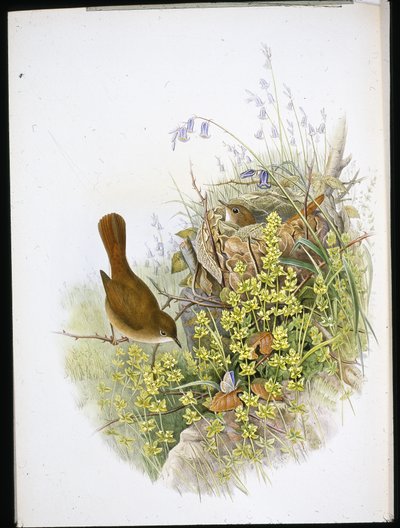 Rouxinol (litho colorido à mão) de John (after) Gould